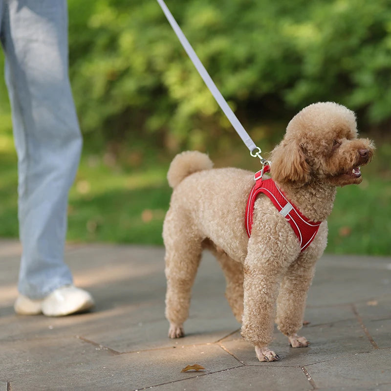 "Adjustable dog harness and leash set for small dogs"