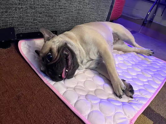 Signs Your Dog is Overheating in Summer (+ How to Cool Them Fast) 2026