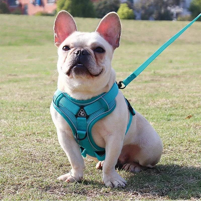 Small dog wearing a teal no-pull harness and leash set with reflective mesh for enhanced visibility in a park setting.