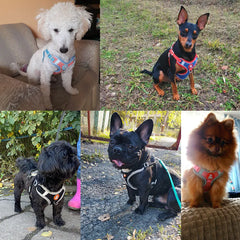 -Pull Reflective Dog Harness & Leash Set - Adjustable & Breathable No-pull reflective dog harness and leash set with adjustable straps and breathable material, ideal for safe, comfortable walks with dogs or cats.