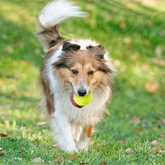 Dog playing with 5cm tennis ball in grass.