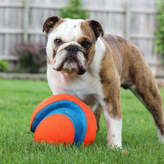 "Chuckit! Kick Fetch Ball Dog Toy for interactive outdoor play with easy-to-kick design"