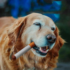 Dog playing with cigarette box sound-making toy, plush and bite-resistant.