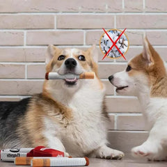 Dog playing with Cigarette Box Sound Making Toy.