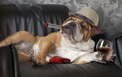 Dog with plush cigarette toy, reclining on a leather chair with a hat and glass, promoting the Dog Cigarette Box Sound Making Toy.